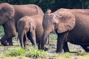 Il Futuro della Foresta del Bacino del Congo Un nuovo studio rivela che molti progetti di...