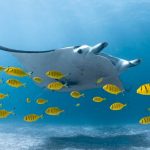 Sempre More Manta e Diavoli Morti nelle Pescherie Una nuova valutazione globale stima che oltre...