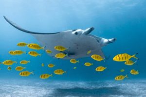 Sempre More Manta e Diavoli Morti nelle Pescherie Una nuova valutazione globale stima che oltre...