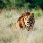 Impatto della Perdita di Biodiversità sugli Ecosistemi Un recente studio ha quantificato l'impatto...