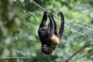 Costa Rica e la Protezione della Fauna Selvatica Costa Rica è conosciuta in tutto il mondo per la...