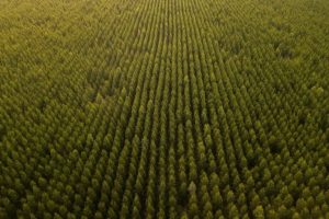 Le compensazioni di carbonio: una falsa soluzione ingiusta per il clima.