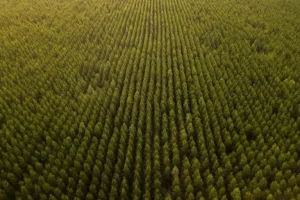 Le compensazioni di carbonio: una falsa soluzione ingiusta per il clima.