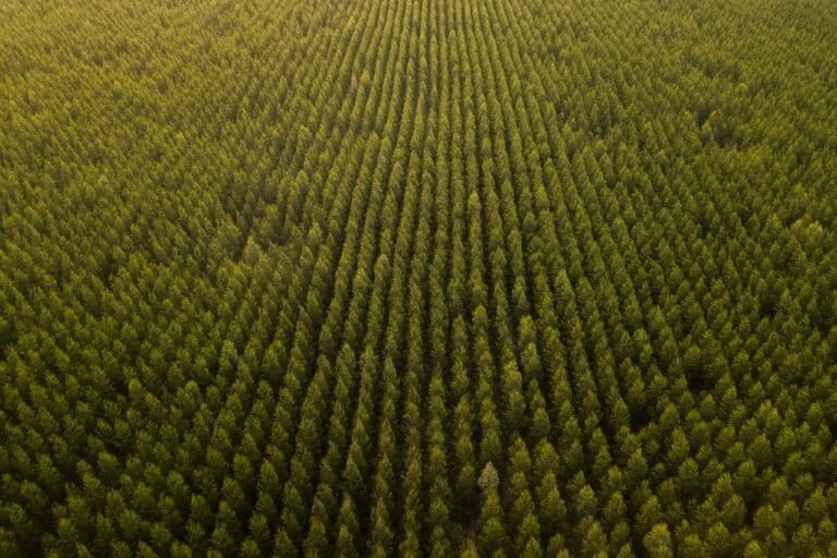 Le compensazioni di carbonio: una falsa soluzione ingiusta per il clima.