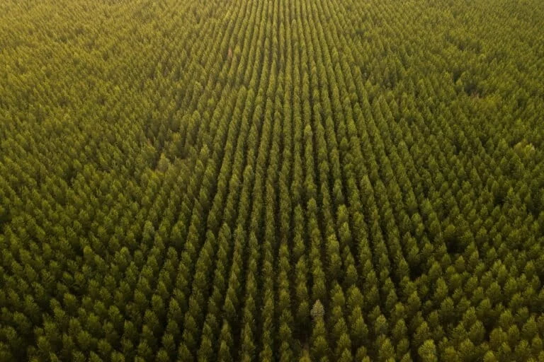 Un Report Sulle Offerte di Carbonio e il Futuro della Terra Un nuovo report della Land Matrix ha...