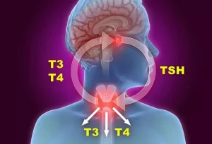 Il sistema endocrino rappresenta una rete complessa di ghiandole chiamate ghiandole endocrine...