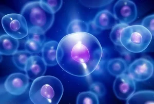 Che cos’è il nucleo cellulare? Il nucleo è l'organello più grande e prominente presente all'interno...