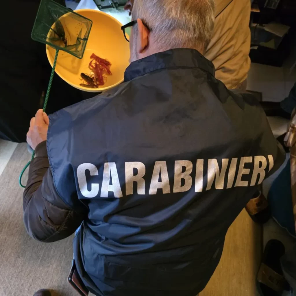 Sequestro a Grosseto: allevamento abusivo di gamberi della Louisiana scoperto.