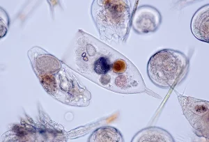 I plankton sono organismi microscopici fondamentali per l'equilibrio dell'ecosistema marino. Questi...