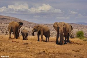 Il Rapporto sul Censimento Nazionale della Fauna Selvatica in Kenya nel 2025 Il rapporto sul...