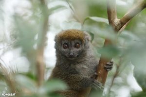 Lemuri in pericolo: la minaccia ai loro custodi e alla biodiversità.