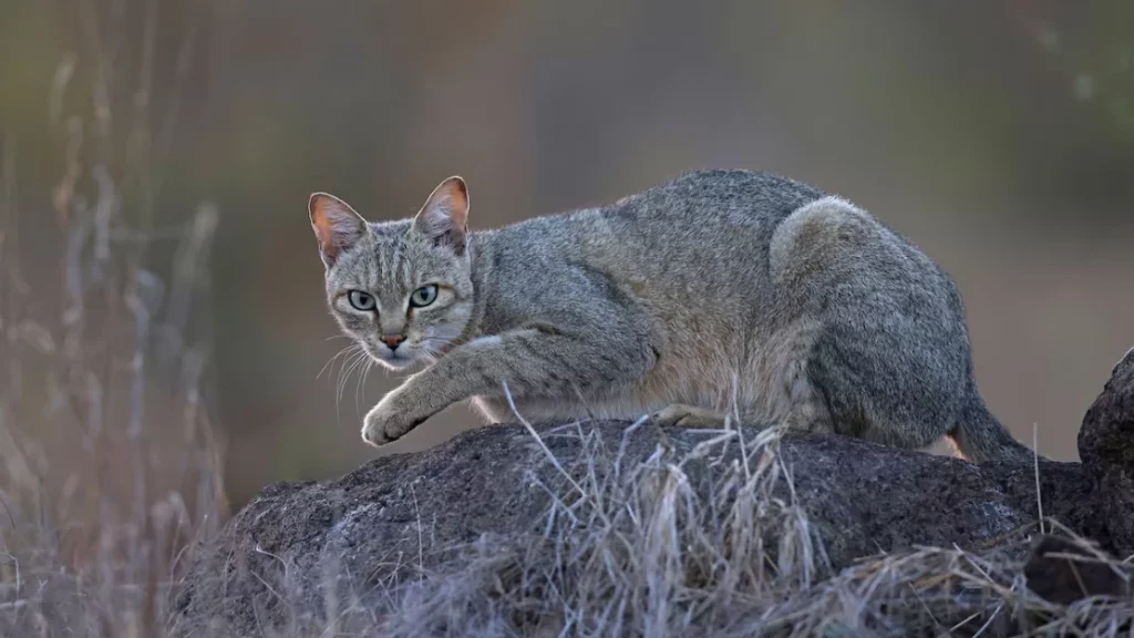 Nuove scoperte sul DNA rivelano quando i gatti sono stati addomesticati.