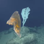 Petizione contro l’estrazione mineraria sottomarina nelle Isole Mariana del Nord Il 12 novembre, il...