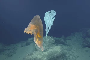 Petizione contro l’estrazione mineraria sottomarina nelle Isole Mariana del Nord Il 12 novembre, il...