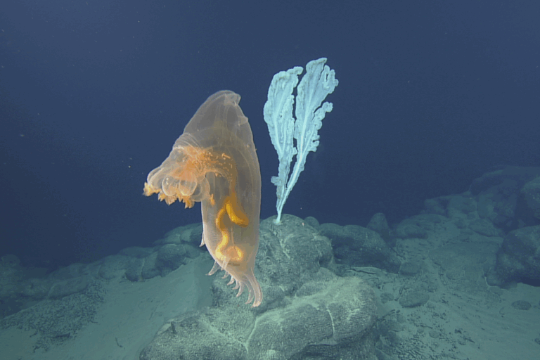 Petizione contro l’estrazione mineraria sottomarina nelle Isole Mariana del Nord Il 12 novembre, il...