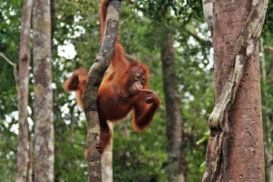 Giovani oranghi alle prime lezioni: un’inaspettata scuola per piccoli primati.
