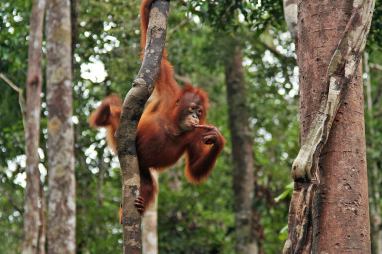 Giovani oranghi alle prime lezioni: un’inaspettata scuola per piccoli primati.