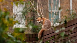 Le volpi si stanno addomesticando? In tanti la tengono in casa come un cane
