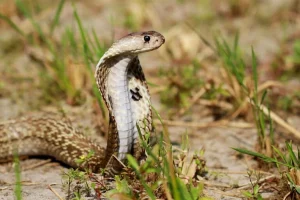 Il Fenomeno dei Risvegli di Serpenti a Dhaka Nel 2023, il governo e le agenzie private del...