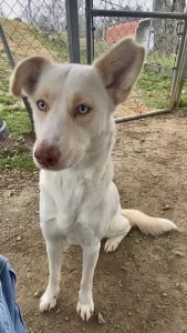 Sparkle-Jo: il nostro adorabile pet della settimana, pronto a portare gioia nella tua vita!