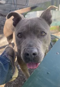 Scopri Layla, la dolce e affettuosa cagnolina che conquista i cuori!