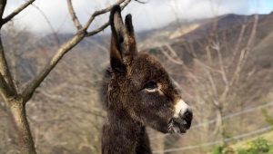 Il “Miracolo” di Astro: l’Asinello di Natale abbandonato che ha trovato una famiglia