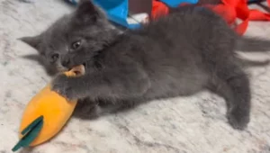 Onyx, la sua reazione alla vista del nuovo arrivato in casa è sconvolgente