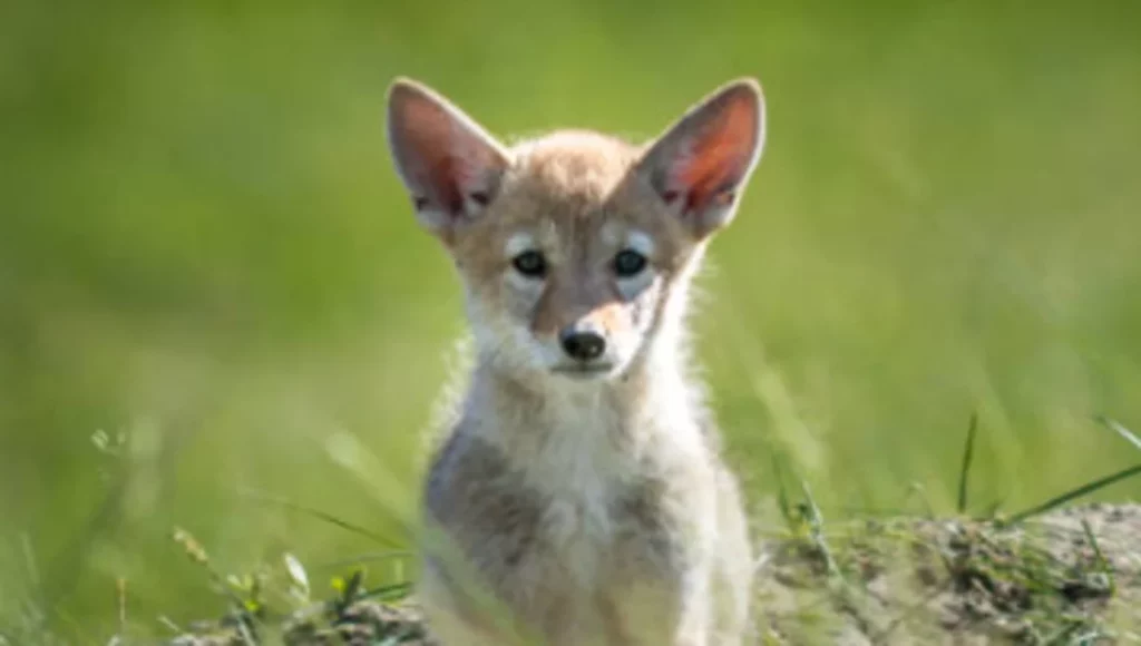 Pensano sia un Coyote ma era un cane: una scoperta che cambia la vita di questa famiglia