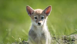 Pensano sia un Coyote ma era un cane: una scoperta che cambia la vita di questa famiglia