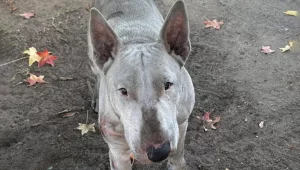 La rinascita di Maxwell, il cane “invisibile” che oggi ha trovato una famiglia