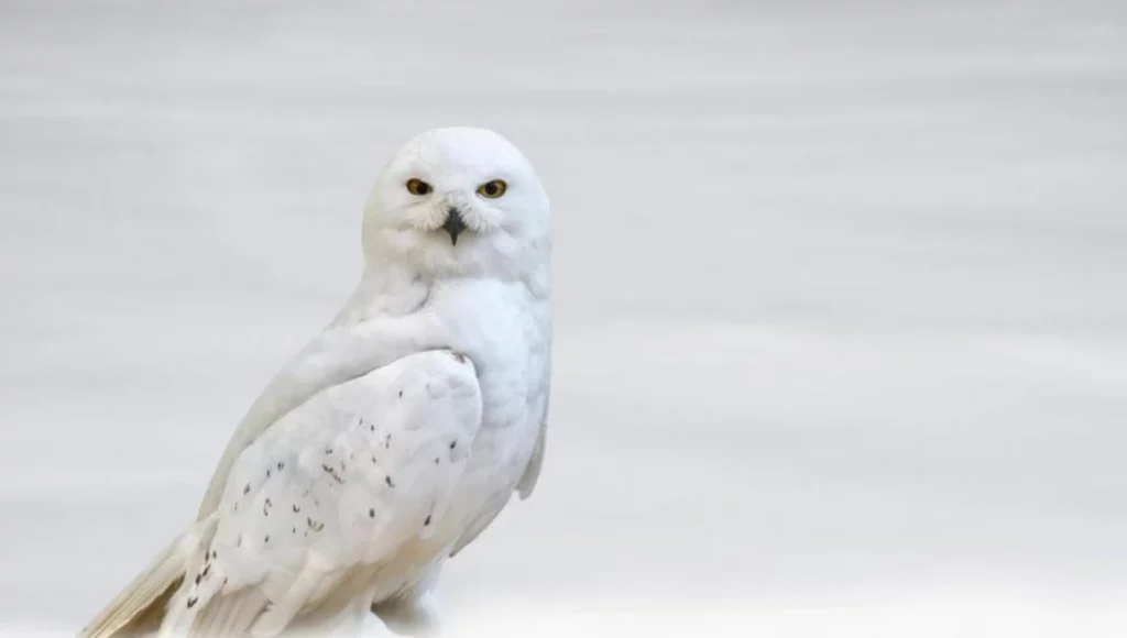 La Svezia perde il gufo delle nevi: il cambiamento climatico distrugge un simbolo artico
