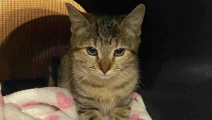 Atika e il Miracolo di Montréal: la Gattina Sola che ha Trovato la “Sorella” del Destino