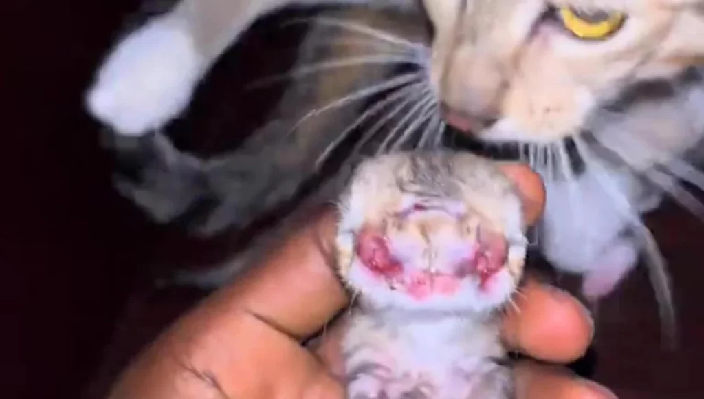 Giano, il gatto con due volti: una storia più unica che rara