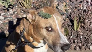 Jax, il cane con un cactus in testa: un’inaspettata e semplice soluzione!