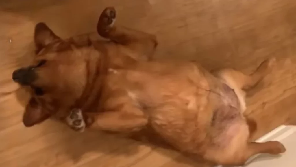 Lacey, il cane che rotolava, ora corre felice dopo una straordinaria trasformazione!