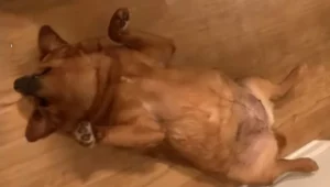 Lacey, il cane che rotolava, ora corre felice dopo una straordinaria trasformazione!