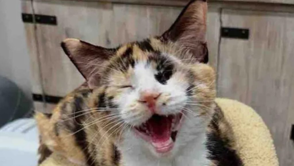 Callie, la gatta dal valore unico, restituisce amore a chi l’ha salvata.