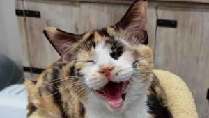 Callie, la gatta dal valore unico, restituisce amore a chi l’ha salvata.