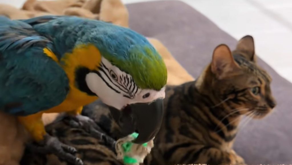 Un gatto e un pappagallo possono diventare amici? Questa storia vi sconvolgerà
