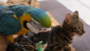 Un gatto e un pappagallo possono diventare amici? Questa storia vi sconvolgerà