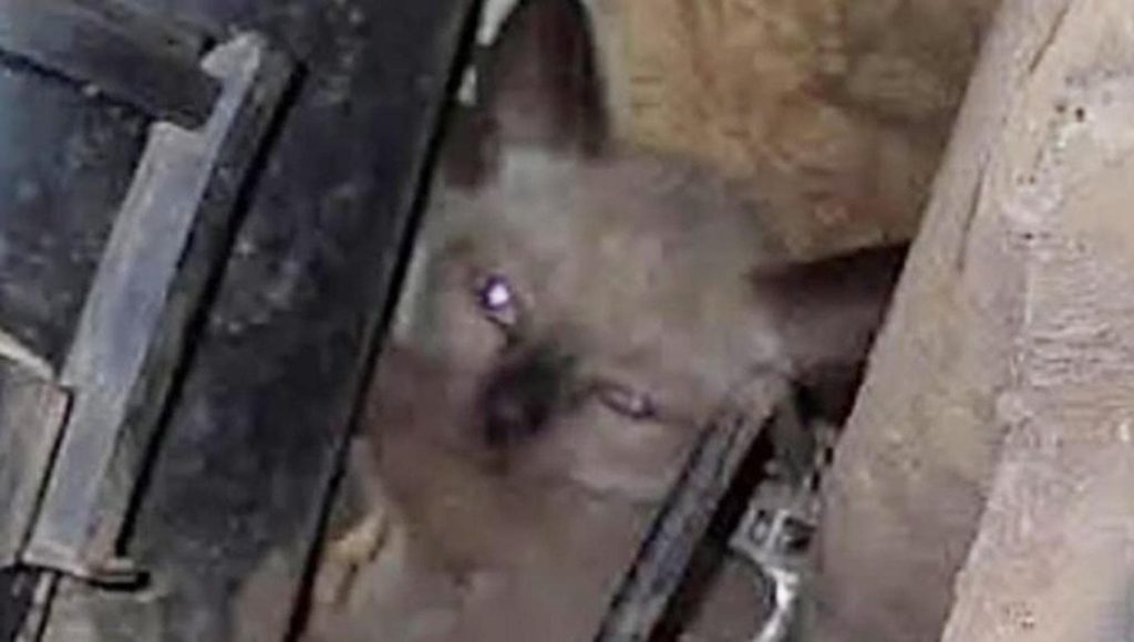 Noel, il gattino salvato da un biglietto sul parabrezza