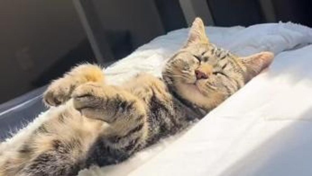 Avere un gatto è un conto, averne due è tutta un’altra storia: la vicenda di Coco