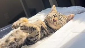 10 lezioni di intelligenza emotiva che il tuo animale domestico ti insegna