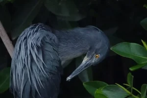 California Academy of Sciences: 72 nuove specie, dai nudibranchi ai girasoli, scoperte nel 2025.