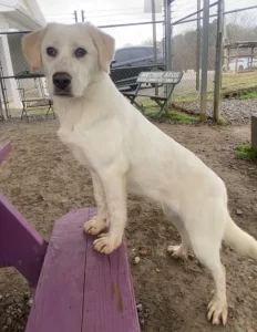 Sissy Lou: scopri il mondo un passo alla volta con dolcezza e curiosità.