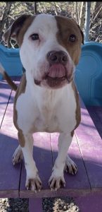 Greg, il gentile e riconoscente compagno a quattro zampe in cerca di una casa amorevole.