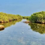 Il sogno del cricket in Sri Lanka minaccia gli ecosistemi vulnerabili del paese.