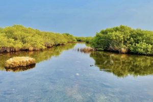 Il sogno del cricket in Sri Lanka minaccia gli ecosistemi vulnerabili del paese.