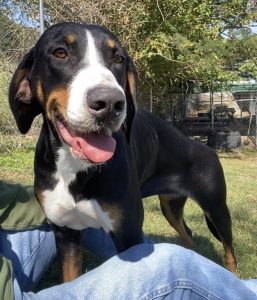 Bessy Bug: L’amico ideale per chi ama i piccoli insetti! Scopri di più su di lei!