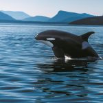 Orche a rischio estinzione: la scienza in pericolo e l’urgenza di salvarle